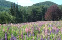 Field of Lupine in June